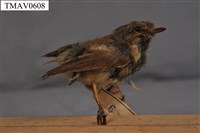 藏品(深山鶯)的圖片